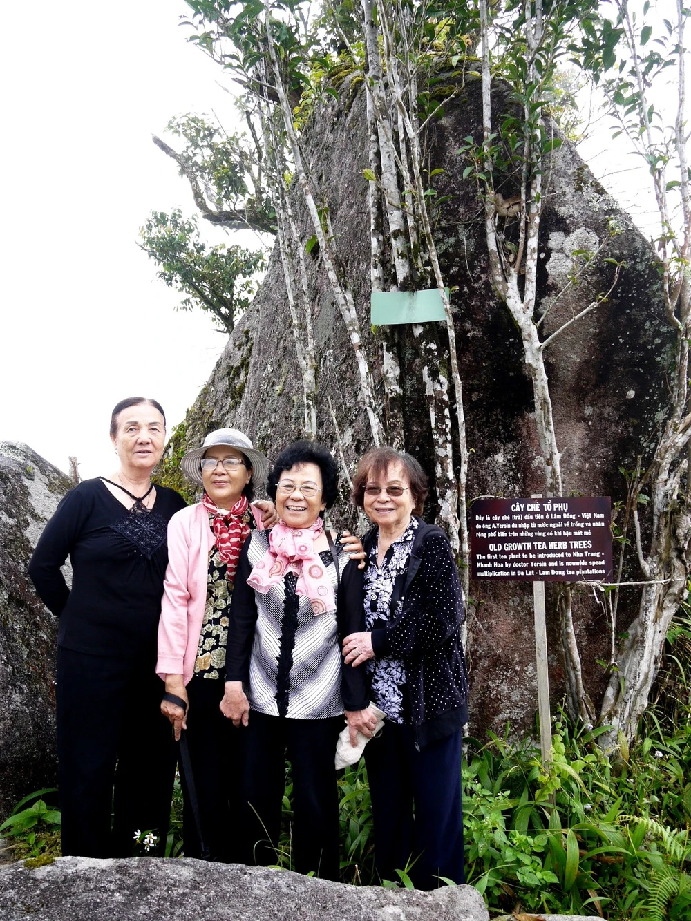 cây trà trên đỉnh hòn bà