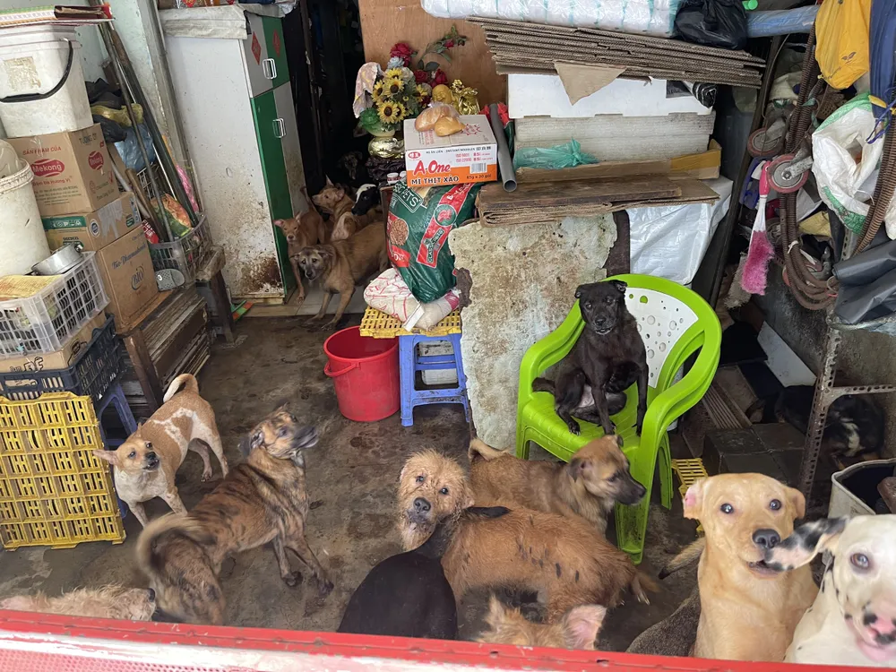 quản lý nuôi chó mèo