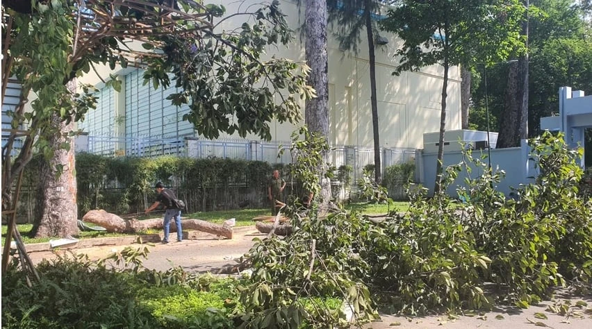 gãy cành cây xanh