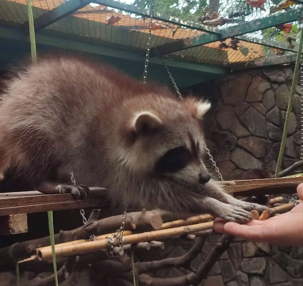 gau meo thao cam vien 1.jpg