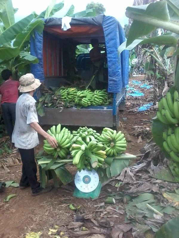 hiều xe tải nhỏ được điều động vào vườn để vận chuyển chuối đi bán
