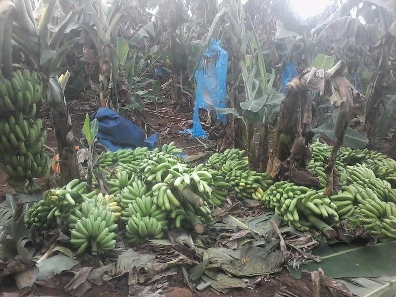 Tại nhà vườn, chuối đang vào độ chín nhưng vẫn không thể tìm được đầu ra do thương lái Trung Quốc ép giá.