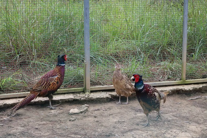 Check in Đà Lạt, ghé Zoo Doo chơi cùng kangaroo ảnh 11 Check in Đà Lạt, ghé Zoo Doo chơi cùng kangaroo ảnh 11