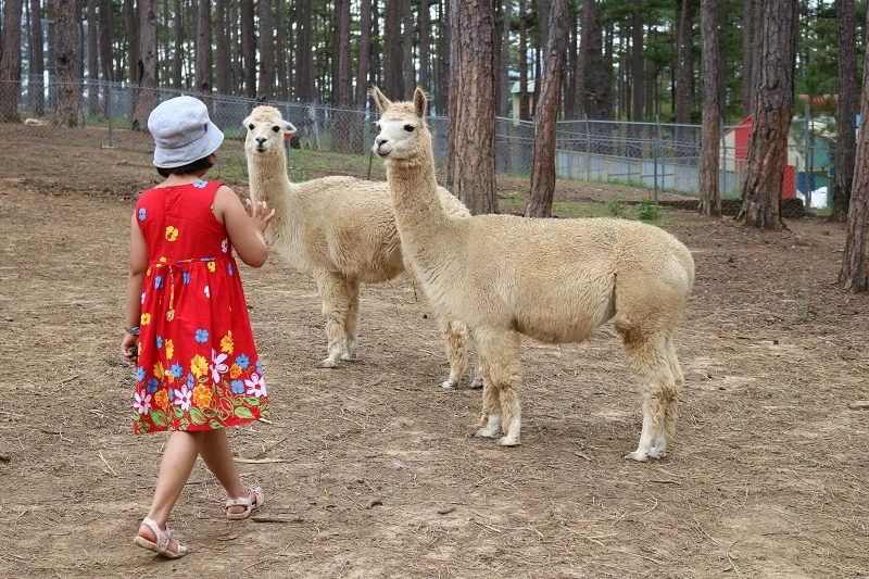 Check in Đà Lạt, ghé Zoo Doo chơi cùng kangaroo ảnh 14 Check in Đà Lạt, ghé Zoo Doo chơi cùng kangaroo ảnh 14