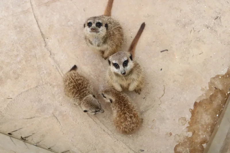 Check in Đà Lạt, ghé Zoo Doo chơi cùng kangaroo ảnh 18 Check in Đà Lạt, ghé Zoo Doo chơi cùng kangaroo ảnh 18