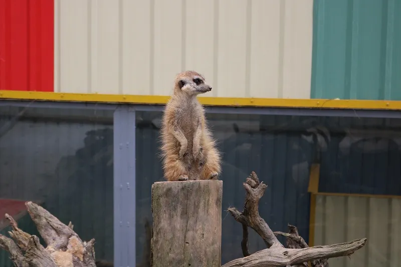 Check in Đà Lạt, ghé Zoo Doo chơi cùng kangaroo ảnh 19 Check in Đà Lạt, ghé Zoo Doo chơi cùng kangaroo ảnh 19