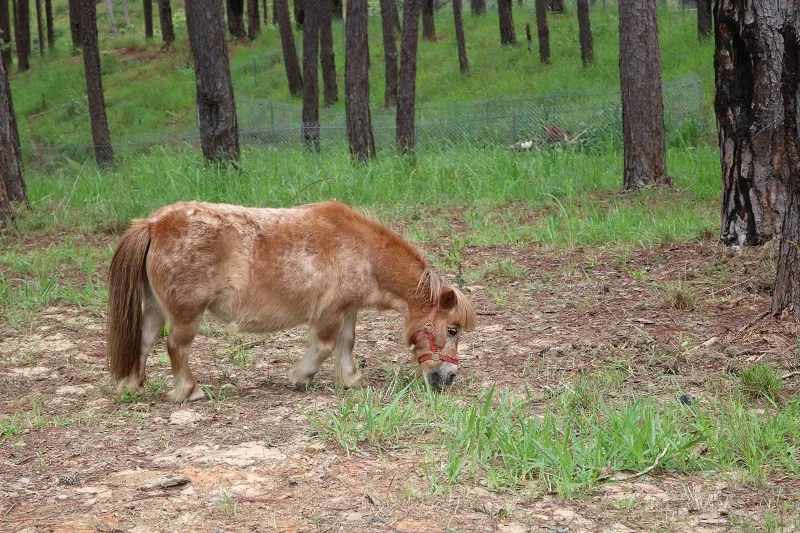 Check in Đà Lạt, ghé Zoo Doo chơi cùng kangaroo ảnh 17 Check in Đà Lạt, ghé Zoo Doo chơi cùng kangaroo ảnh 17