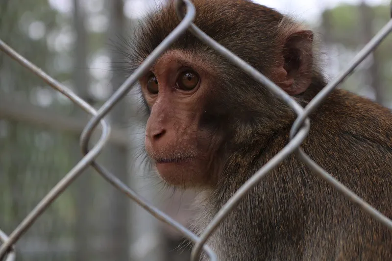 Check in Đà Lạt, ghé Zoo Doo chơi cùng kangaroo ảnh 8 Check in Đà Lạt, ghé Zoo Doo chơi cùng kangaroo ảnh 8