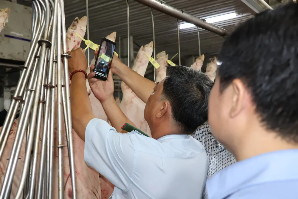Quét mã QR code trên vòng đeo trên thịt heo để truy xuất nguồn gốc. Ảnh: THẢO PHƯƠNG an-toan-thuc-pham-18.jpg