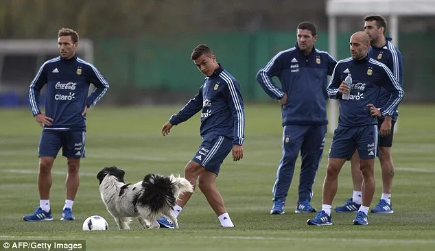 'Cầu thủ' 4 chân thay thế Messi ở đội tuyển Argentina ảnh 1 'Cầu thủ' 4 chân thay thế Messi ở đội tuyển Argentina ảnh 1