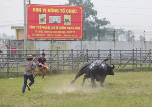 Có vi phạm tại hội thi trâu khỏe ảnh 1