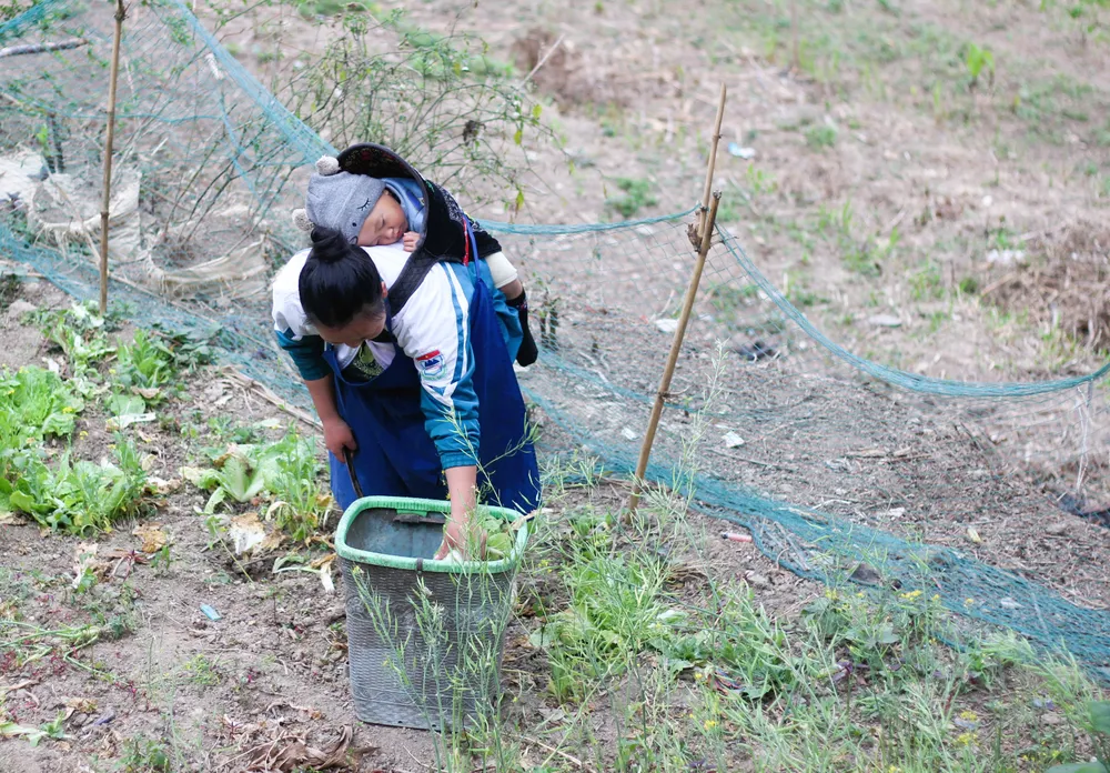 Sanh địu con đang say ngủ thu hoạch rau trước nhà. Ảnh: VIẾT THỊNH. tre-em-sinh-ra-tre-em-ky-uc-buon-ve-tinh-trang-tao-hon-tren-cao-nguyen-da-5.JPG
