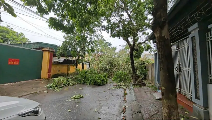 Rất nhiều cây đổ, nằm ngả nghiêng hai bên đường ở Thái Bình sau bão số 3 Ảnh: TRỌNG PHÚ bão số 3