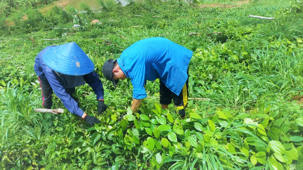 Người dân sửa sang lại vườn cây mong vớt vát phần nào