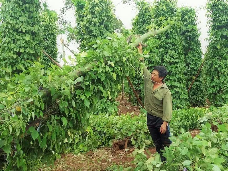 Ông Hải bên vườn tiêu bị ngã đổ
