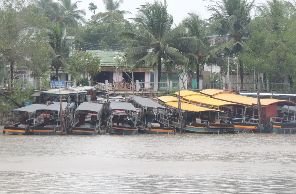 Bến Tre: Cắt ngọn cổ thụ đề phòng gãy đổ trong bão16 ảnh 5