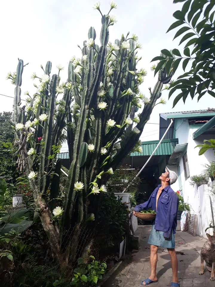 Trầm trồ cây xương rồng 30 năm tuổi trổ kín hoa ảnh 7 Trầm trồ cây xương rồng 30 năm tuổi trổ kín hoa ảnh 7