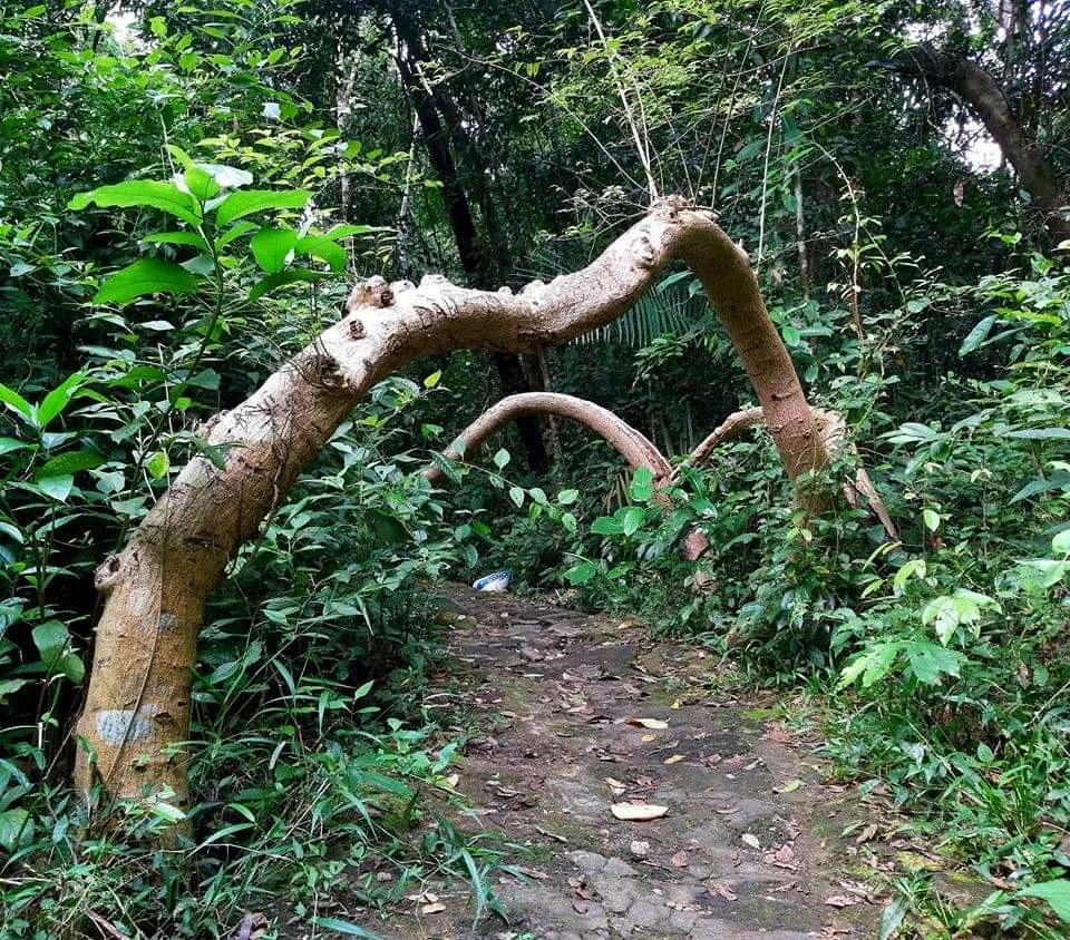 Bí ẩn cung đường đến vương quốc cá sấu giữa rừng Cát Tiên ảnh 11