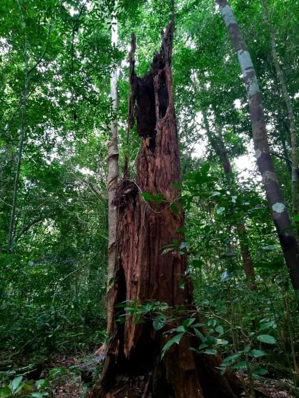 Bí ẩn cung đường đến vương quốc cá sấu giữa rừng Cát Tiên ảnh 12