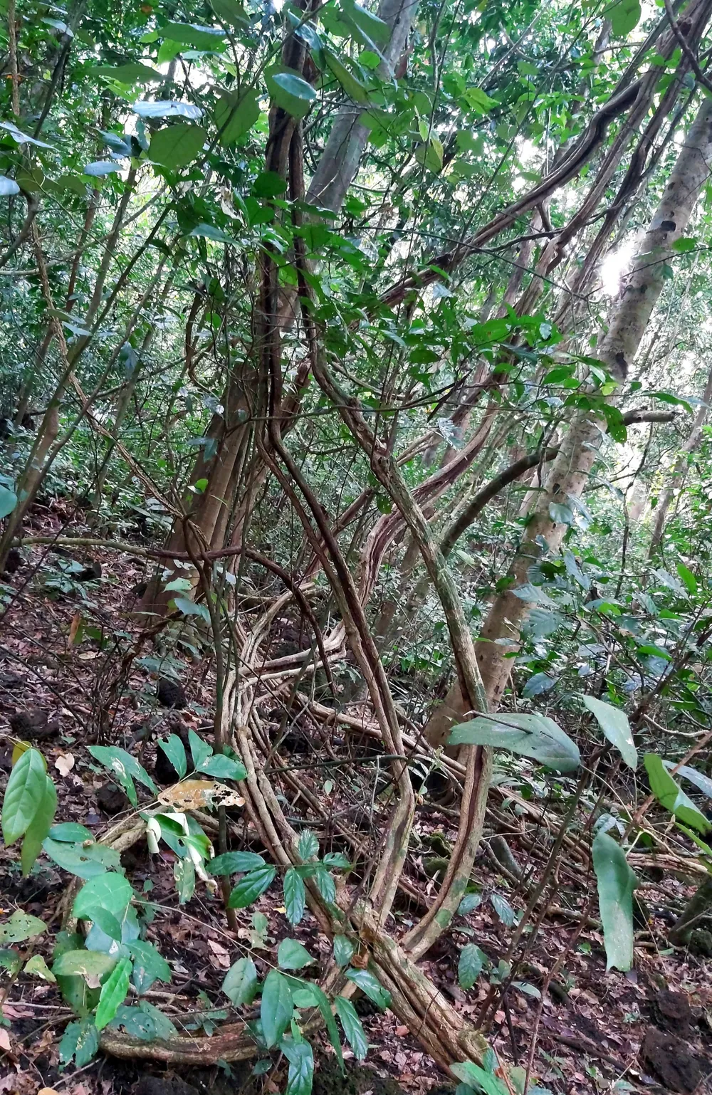 Bí ẩn cung đường đến vương quốc cá sấu giữa rừng Cát Tiên ảnh 7