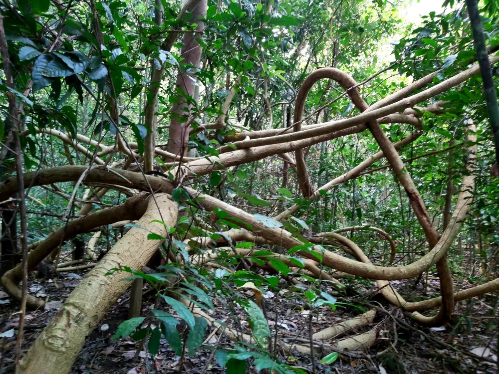 Bí ẩn cung đường đến vương quốc cá sấu giữa rừng Cát Tiên ảnh 4