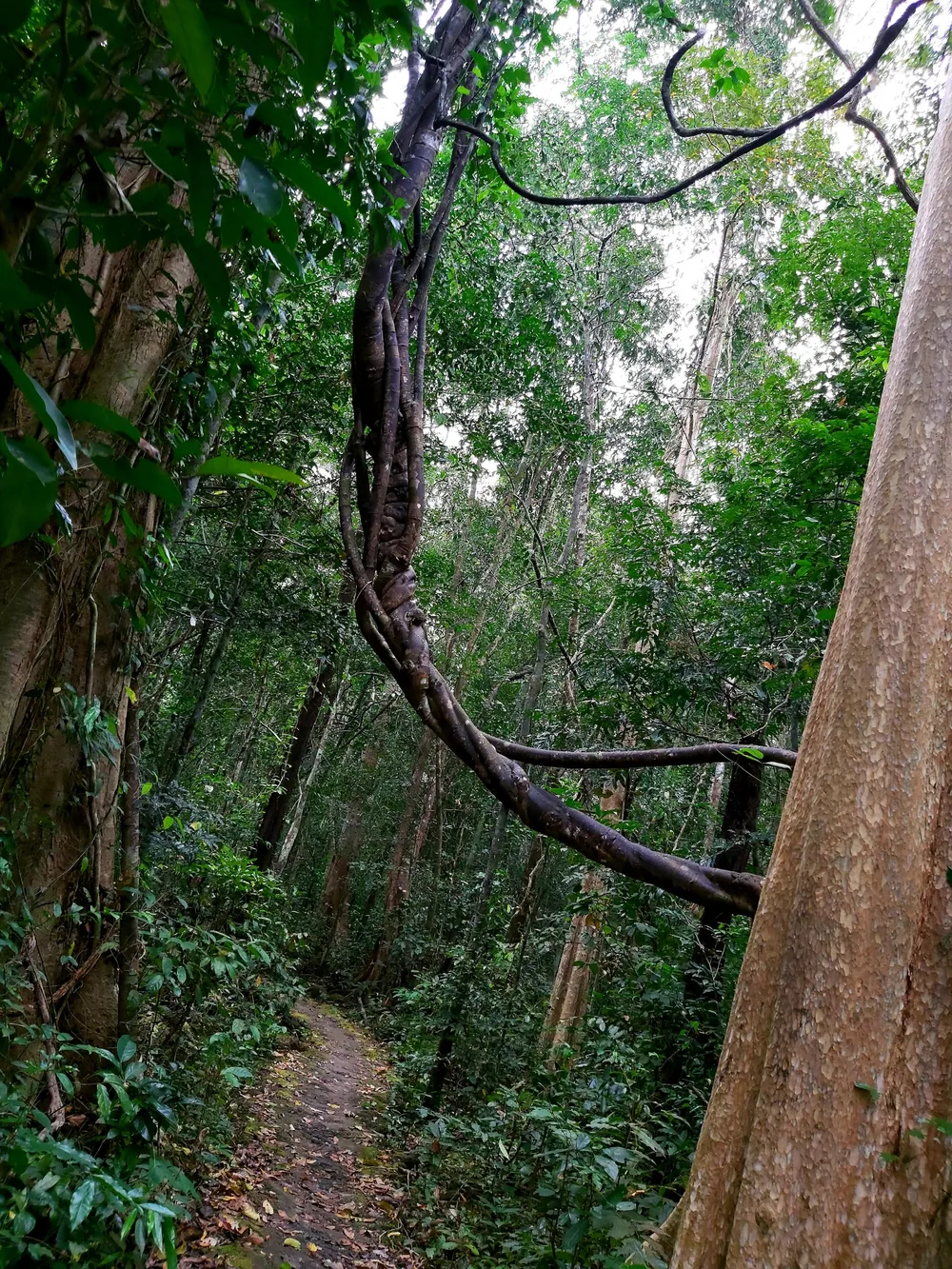 Bí ẩn cung đường đến vương quốc cá sấu giữa rừng Cát Tiên ảnh 8