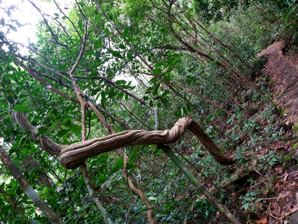 Bí ẩn cung đường đến vương quốc cá sấu giữa rừng Cát Tiên ảnh 5