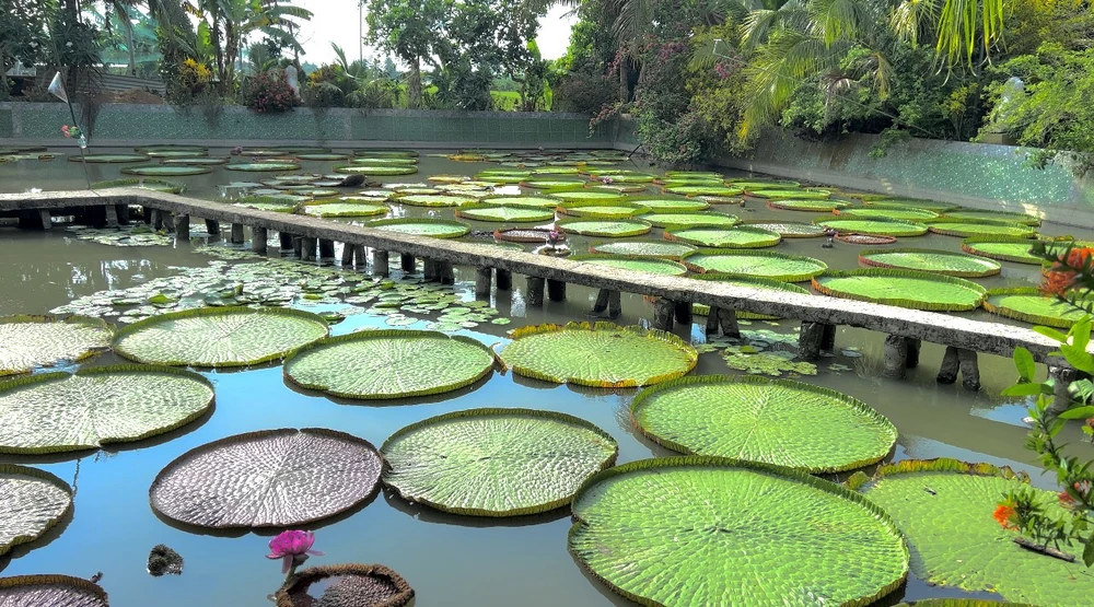 Ngày 8 tháng 12 năm 1992, ao phía trước chùa xuất hiện loài sen mọc thành từng cụm trông rất đẹp mắt. Sau một thời gian sen phát triển rất to, người dân trong vùng hiếu kỳ kéo đến xem rất đông. Ảnh: QUỐC HƯƠNG. Ngày 8 tháng 12 năm 1992, ao phía trước chùa xuất hiện loài sen mọc thành từng cụm trông rất đẹp mắt. Sau một thời gian sen phát triển rất to, người dân trong vùng hiếu kỳ kéo đến xem rất đông. Ảnh: QUỐC HƯƠNG.