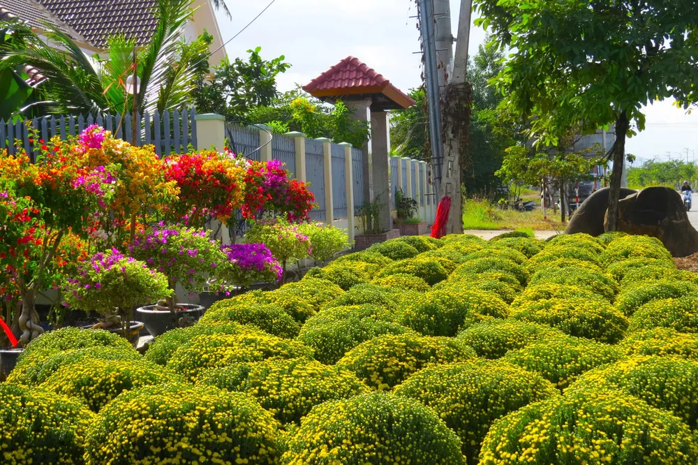 ve qu ngam hoa 0 dong 7.jpg