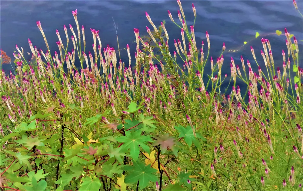 ve qu ngam hoa 0 dong 8.jpg