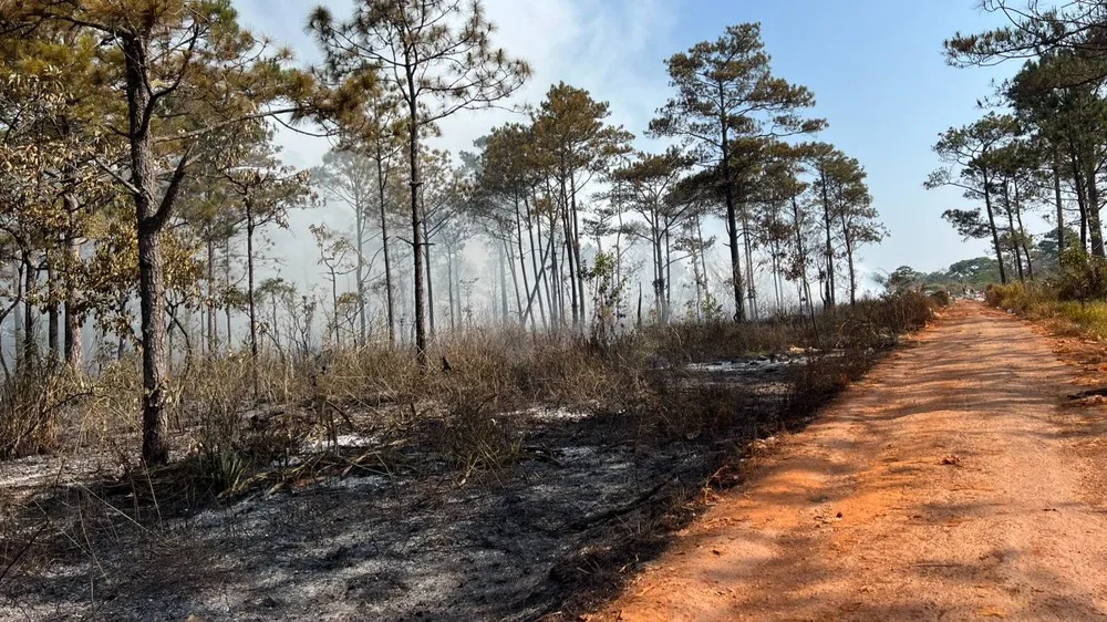 Đám cháy lan ra khiến 1 số cây thông. Ảnh: HIẾU NGHĨA Cháy bãi rác Bảo Lâm