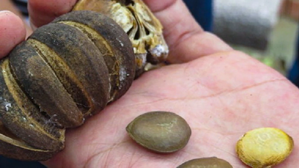 Ngô đồng là loại cây được trồng phổ biến ở các trường học. Ảnh minh họa