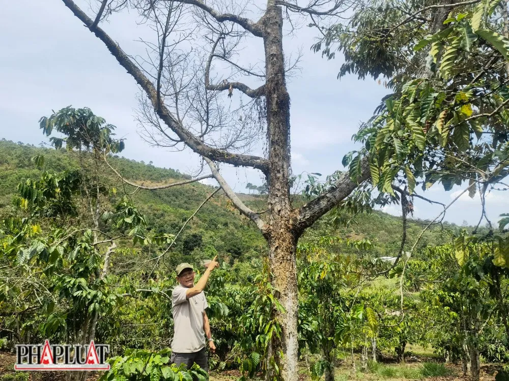 khô hạn ở tỉnh Lâm Đồng