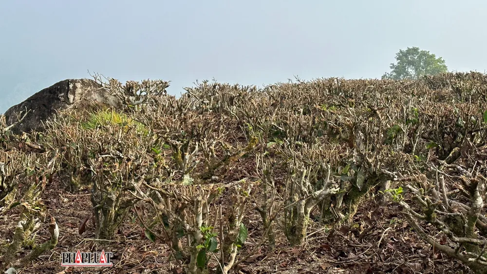 khô hạn ở tỉnh Lâm Đồng