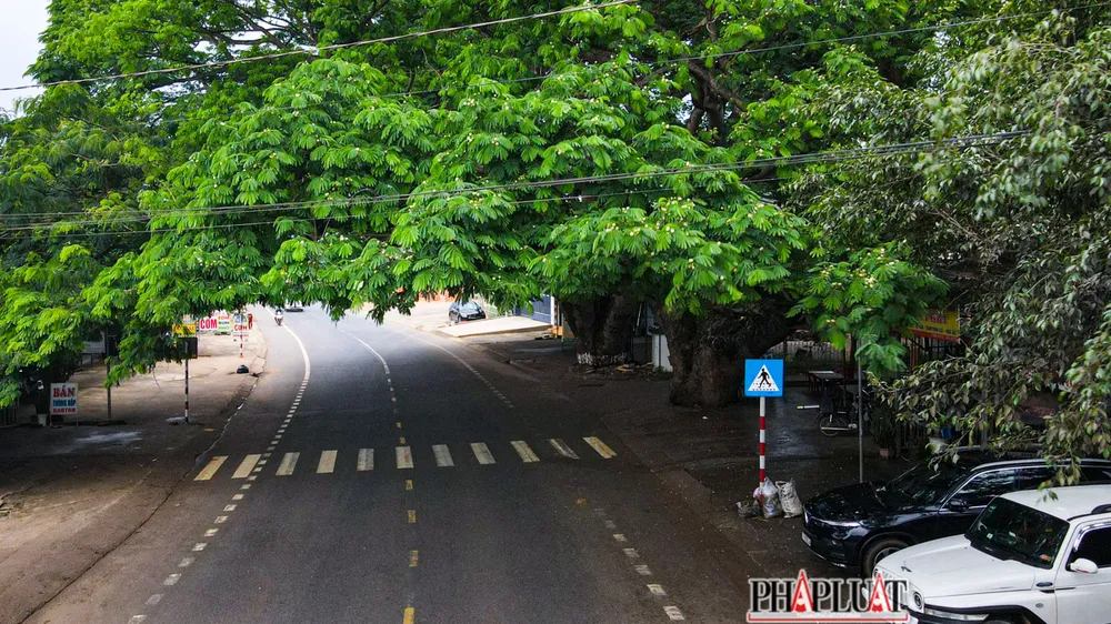 Tán của 2 cây điệp xoã trùm ngang qua quốc lộ 20