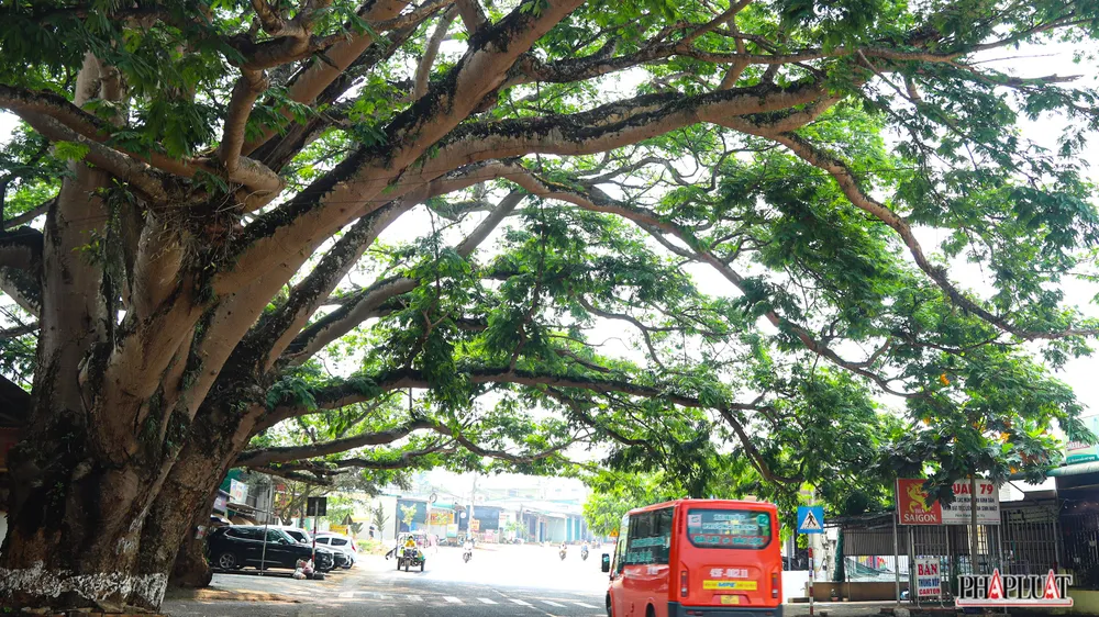 Du khách dễ dàng nhận ra 2 cây điệp cổ thụ vì tán của nó toả mạt một đoạn đường trên quốc lộ 20