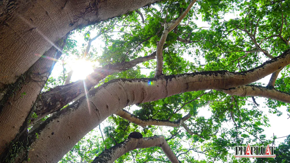 Hai cây điệp vững vàng vượt qua nhiều trận bão giông để gắn bó với dân làng nơi đây từ rất lâu