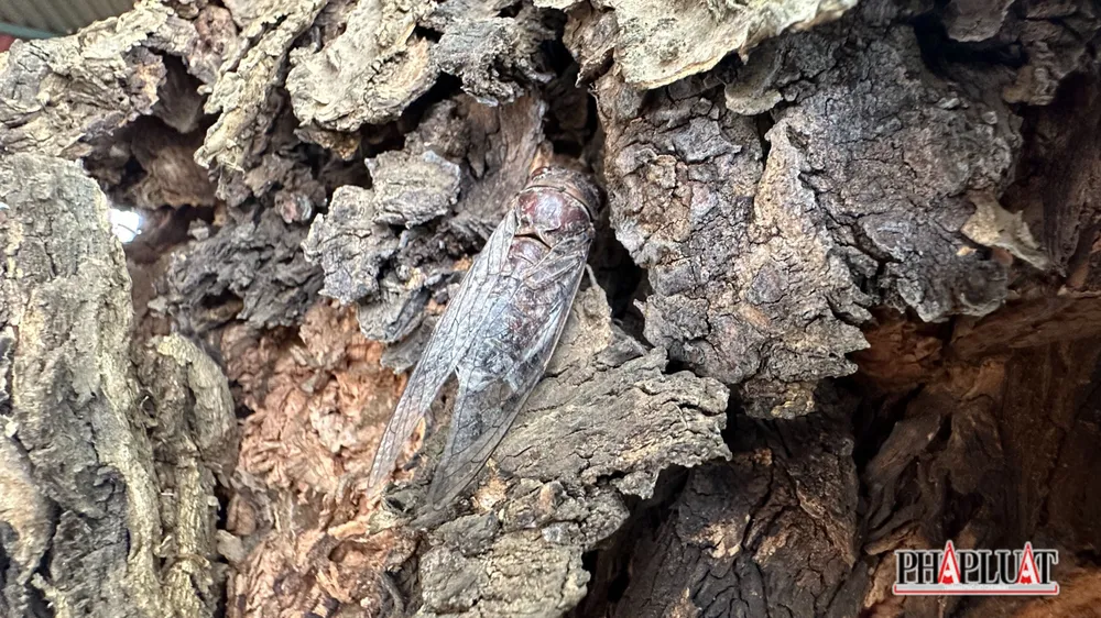 Hai cây điệp còn là nơi trú ngụ của hàng ngàn con ve sầu