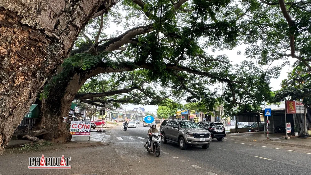 Hầu hết du khách tham quan TP Đà lạt đều biết đến 2 cây điệp này.
