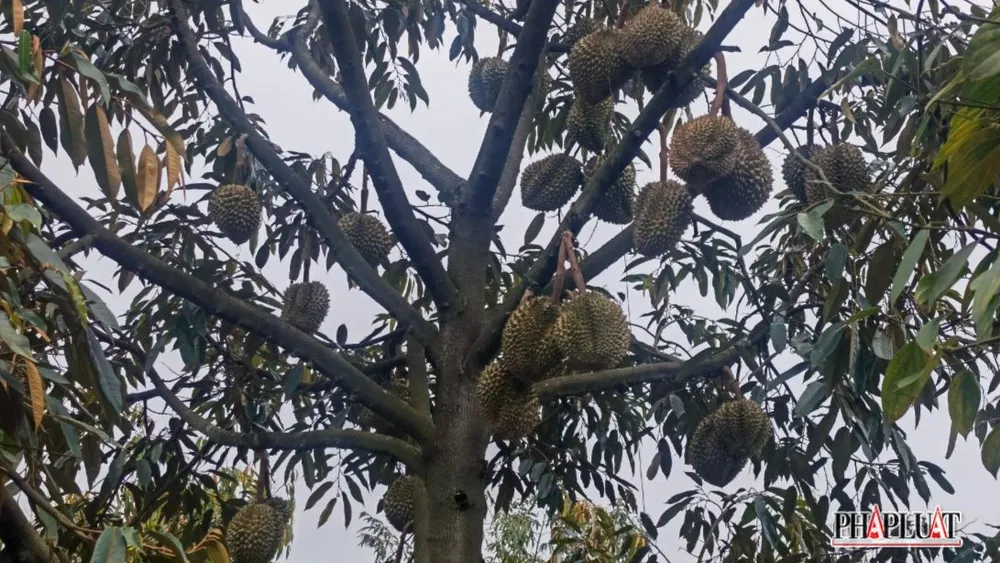 Cuối tháng 4, sầu riêng vào mùa. Ảnh: VÕ TÙNG