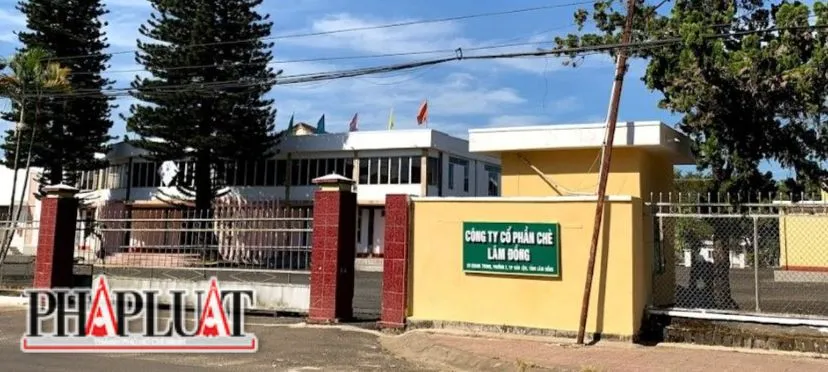 Công ty Cổ phần Chè Lâm Đồng bị phạt 320 triệu. Ảnh: VT