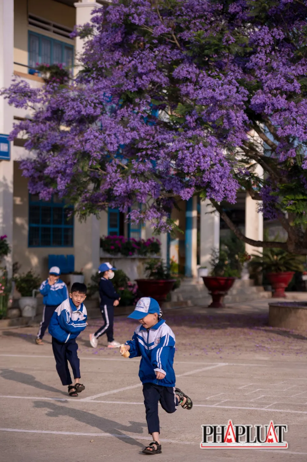 Nhiều em học sinh từng học ở trường Tiểu học Trạm Hành cho biết, luôn nhớ về ngôi trường tiểu học của thời thơ ấu, trong đó có nỗi nhớ da diết cây phượng tím ngoài sân.