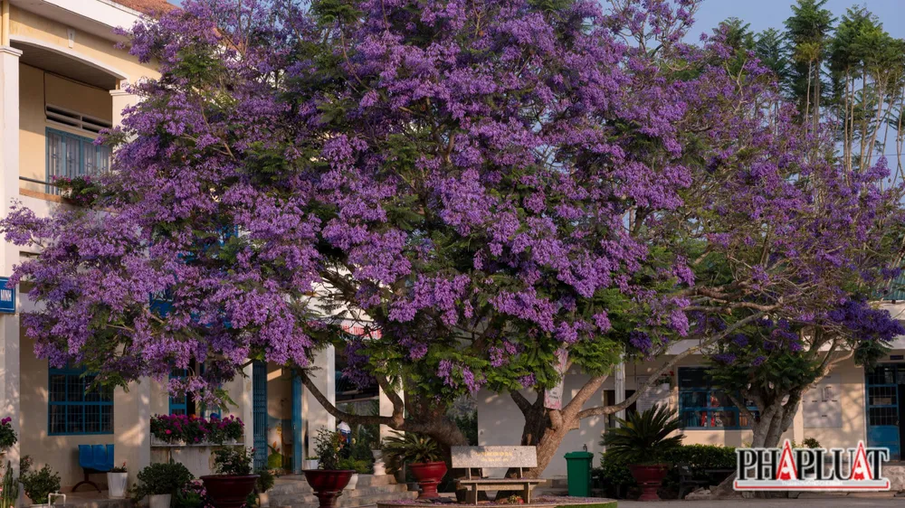 Cây phượng tím có tuổi đời hàng chục năm tuổi trong sân trường tiểu học Trạm Hành