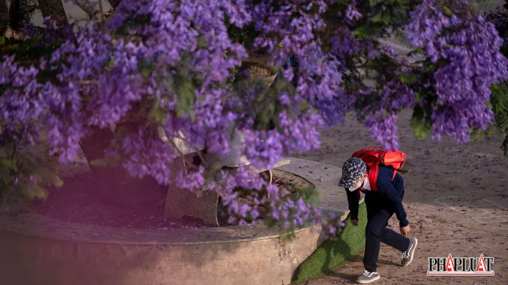 Cây phượng tím già đã gắn bó với nhiều thế hệ học sinh, thầy cô giáo ở ngôi trường ven thành phố ngàn hoa.