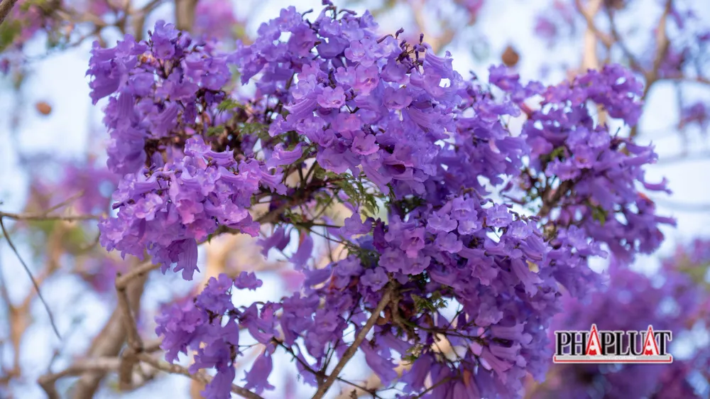 Khoe sắc tím một góc trường tiểu học Trạm Hành.