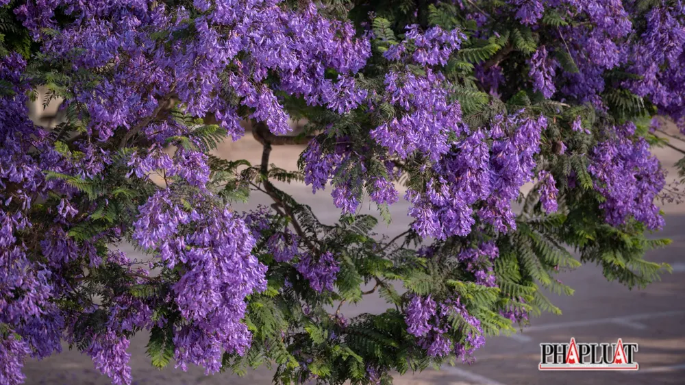 Từng chùm bông nặng trĩu.