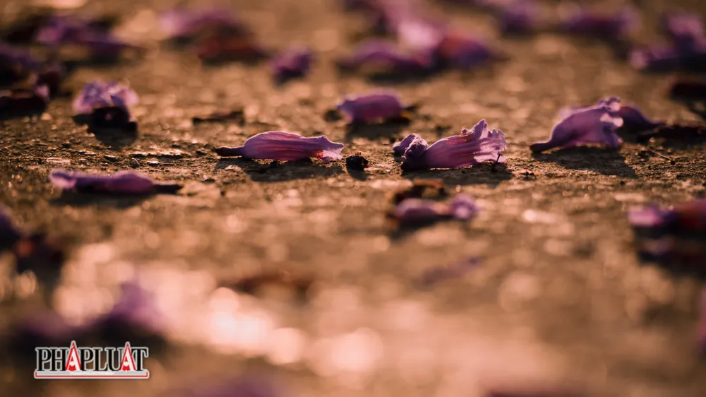 Tháng 4, phượng tím chuẩn bị phải nhường không gian khoe sắc lại cho phượng vỹ đón hè.