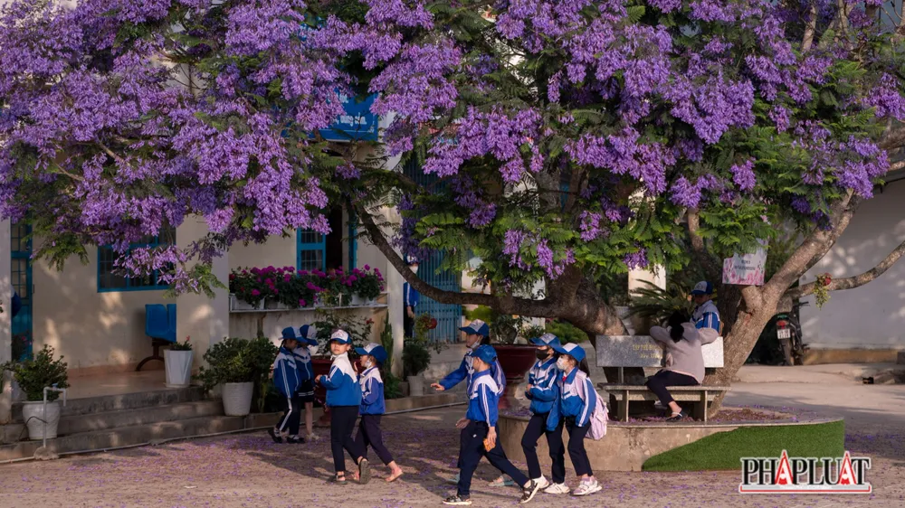 Mấy ngày gần đây, trường tiểu học Trạm Hành trở nên nổi tiếng. Nhiều người trong cả nước biết đến vì những hình ảnh của cây phượng nở rực hoa được chia sẻ trên mạng xã hội.