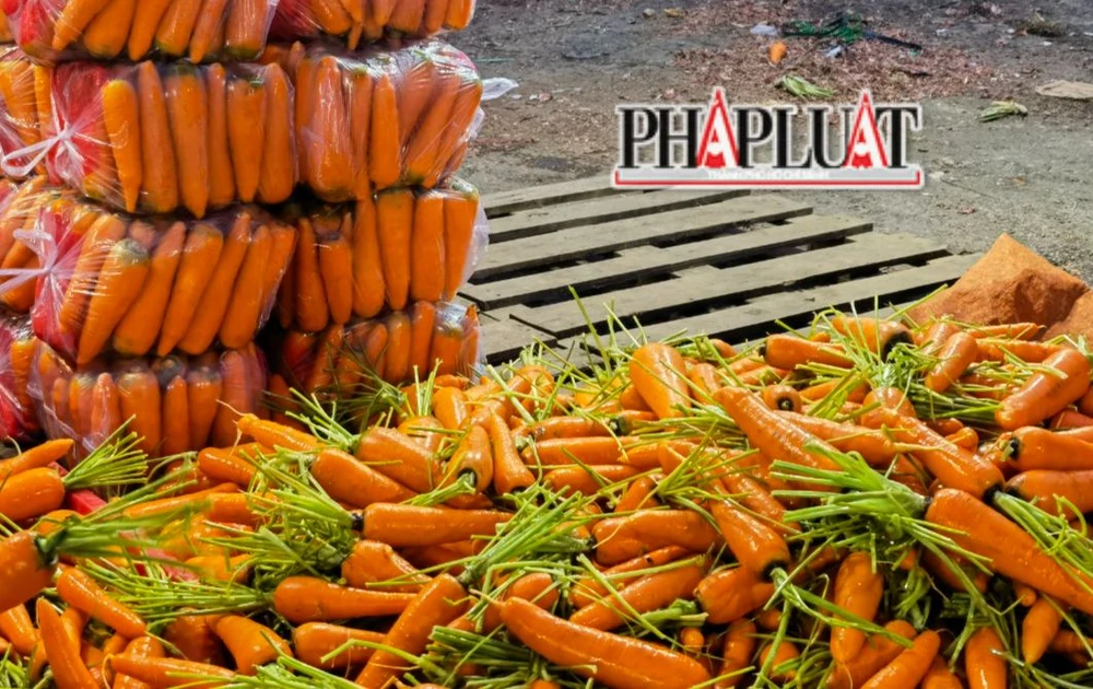 Ngay ở TP Đà Lạt hoặc các huyện lân cận như huyện Đức Trọng, Đơn Dương cũng có cà rốt Trung Quốc. Ảnh: VÕ TÙNG