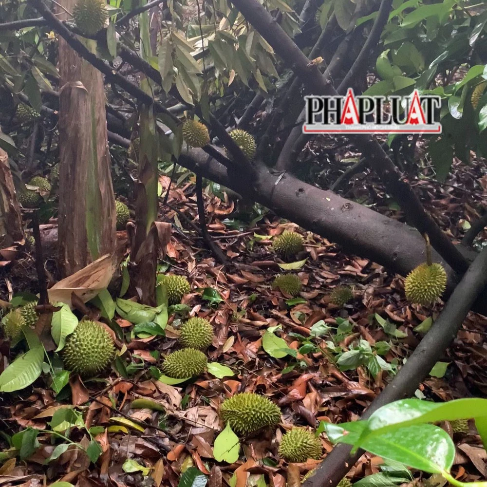 Thủ phủ sầu riêng Đạ Huoai thiệt hại nặng nề sau trận lốc. Ảnh: VT Thủ phủ sầu riêng Đạ Huoai thiệt hại nặng nề sau trận lốc. Ảnh: VT